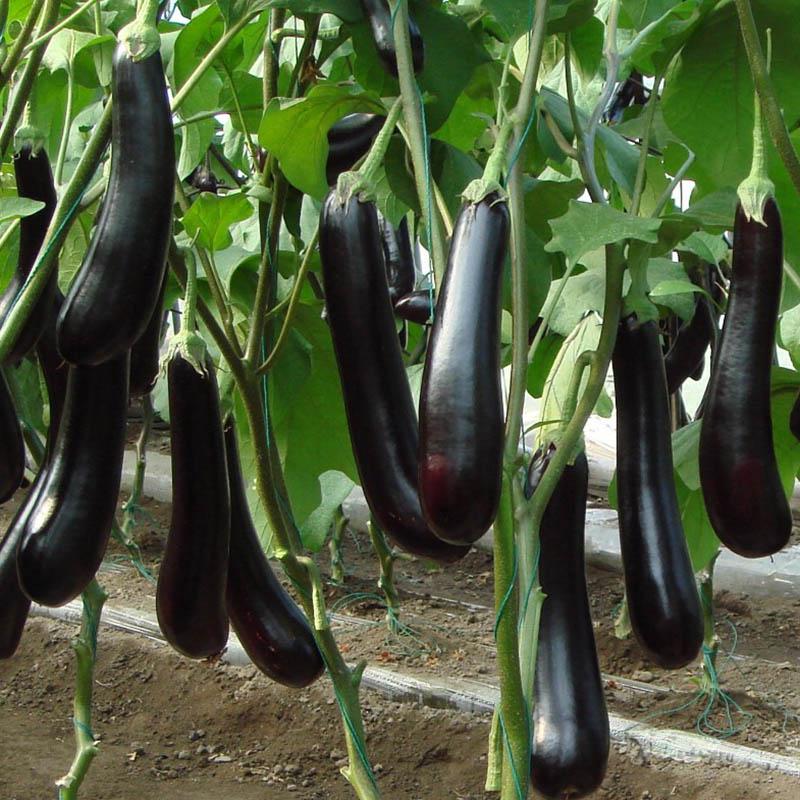 بادمجان قلمی با کیفیت ارزان + خرید عمده
