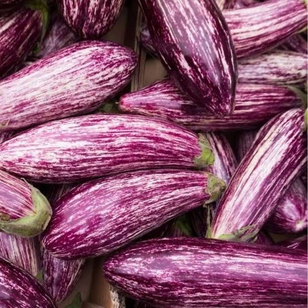 خرید و فروش بادمجان ابرقویی با شرایط فوق العاده