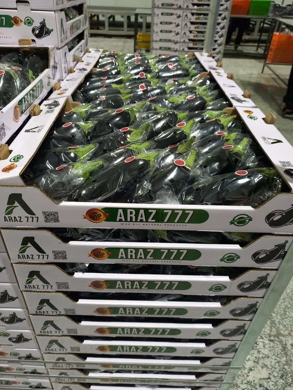 تصویر 3 از قیمت بادمجان لامپی گلخانه ای + خرید باور نکردنی