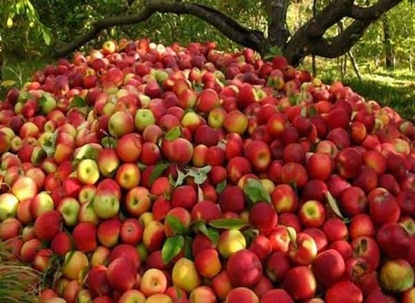 تصویر 2 از قیمت خرید سیب جنگلی گیلان + فروش ویژه
