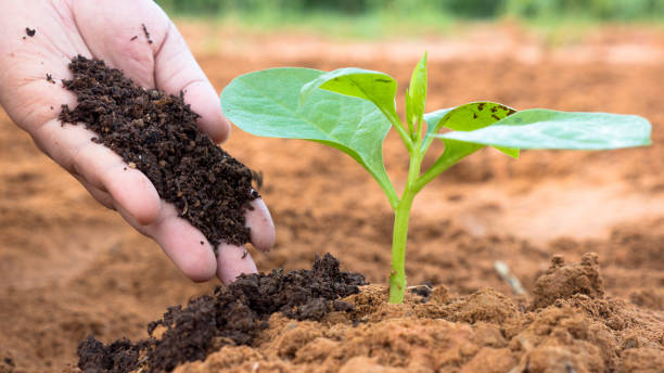 تصویر 5 از قیمت کود کمپوست گیاهی + فروش ویژه