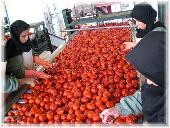 فروش رب گوجه فرنگی کارخانه ای + قیمت خرید به صرفه