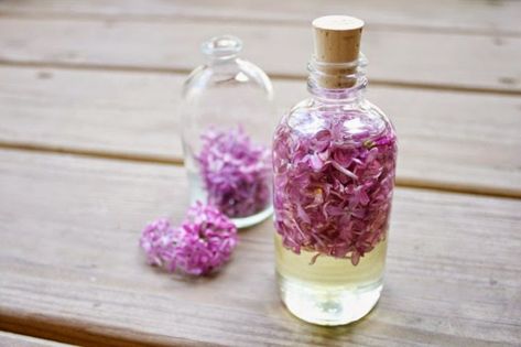 تصویر 4 از فروش گلاب غنچه گل محمدی + قیمت خرید به صرفه
