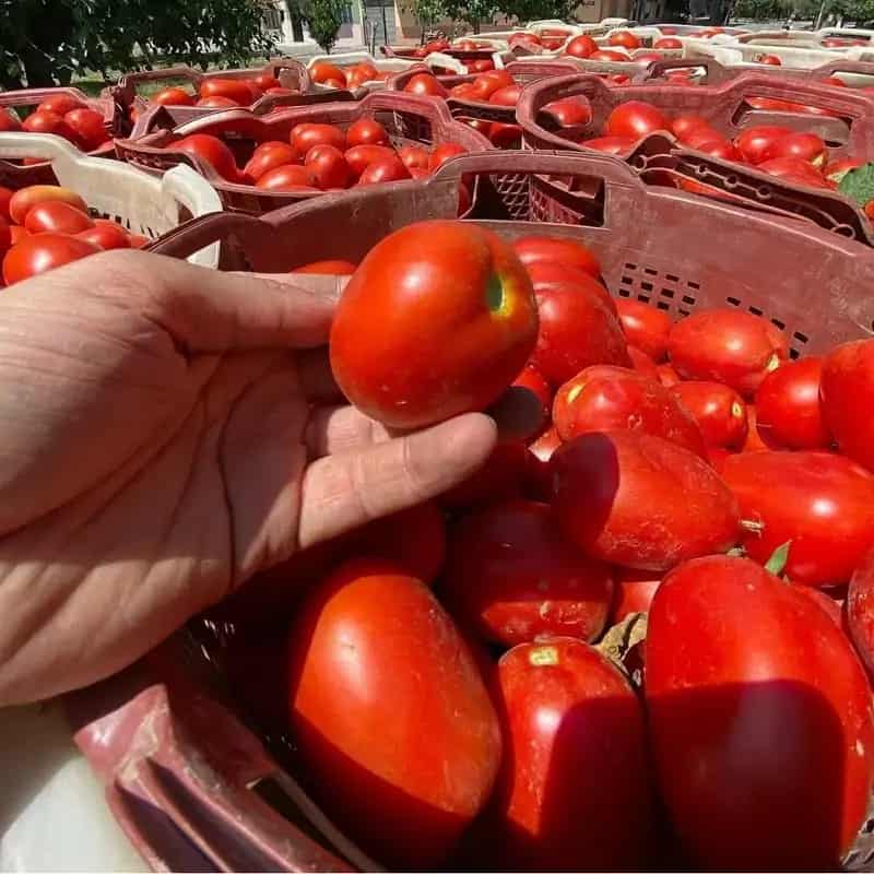 خرید رب گوجه فرنگی محلی + قیمت فروش استثنایی