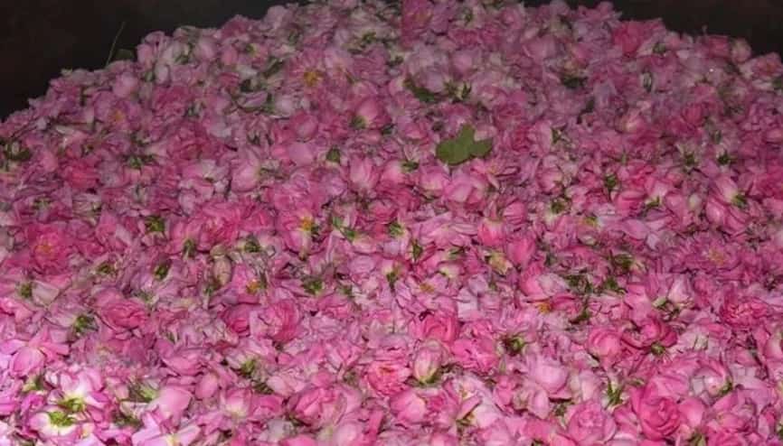 تصویر 4 از قیمت خرید گلاب کرمان + فروش ویژه