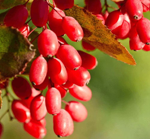 خرید زرشک ایرانی