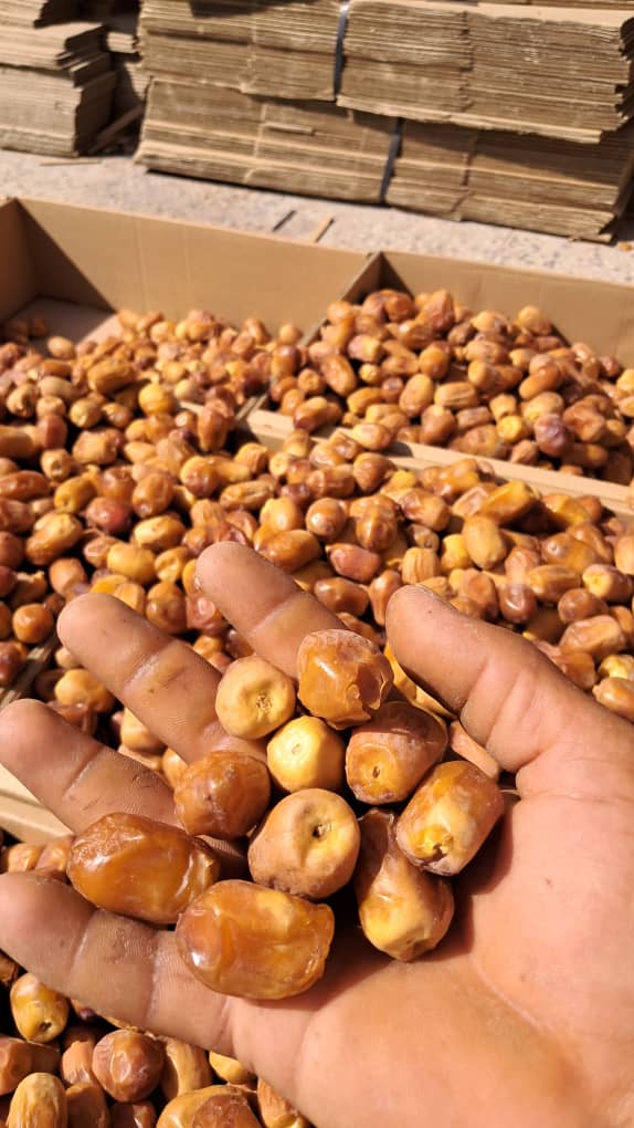تصویر 1 از قیمت خرما زاهدی قصب بوشهر بهترین کیفیت داخلی صادراتی