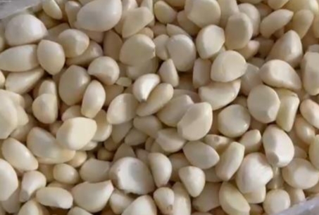 تصویر 1 از قیمت خرید سیر حبه درشت + فروش ویژه