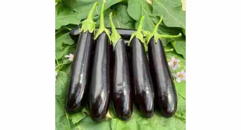 خرید و قیمت بادمجان قلمی سیاه + فروش صادراتی