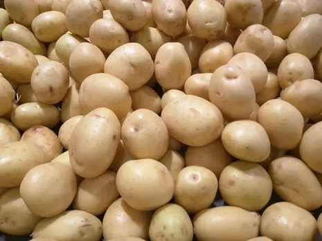 تصویر 4 از خرید و فروش سیب زمینی راشیدا فله با شرایط فوق العاده