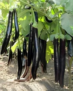 تصویر 1 از قیمت بادمجان قلمی گلخانه ای + خرید باور نکردنی