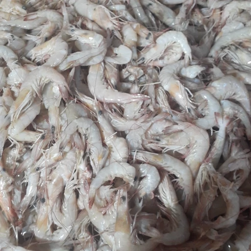 تصویر 5 از خرید و فروش میگو ببری با شرایط فوق العاده