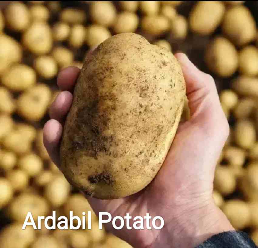 تصویر 1 از قیمت امروز سیب زمینی همدان + فروش عمده مستقیم از کشاورز