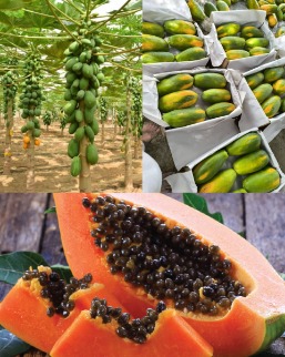تصویر 1 از فروش عمده پاپایا ردلیدی بلوچستان + پاپایا کشیده و شیرین
