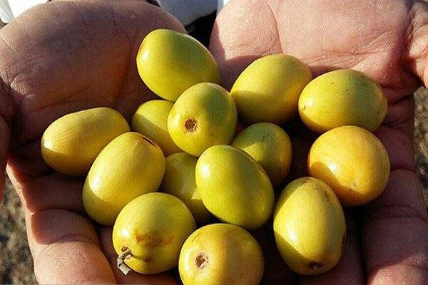 تصویر 3 از فروش عمده کنار سیبی بلوچستان + فروش کنار بدون هسته