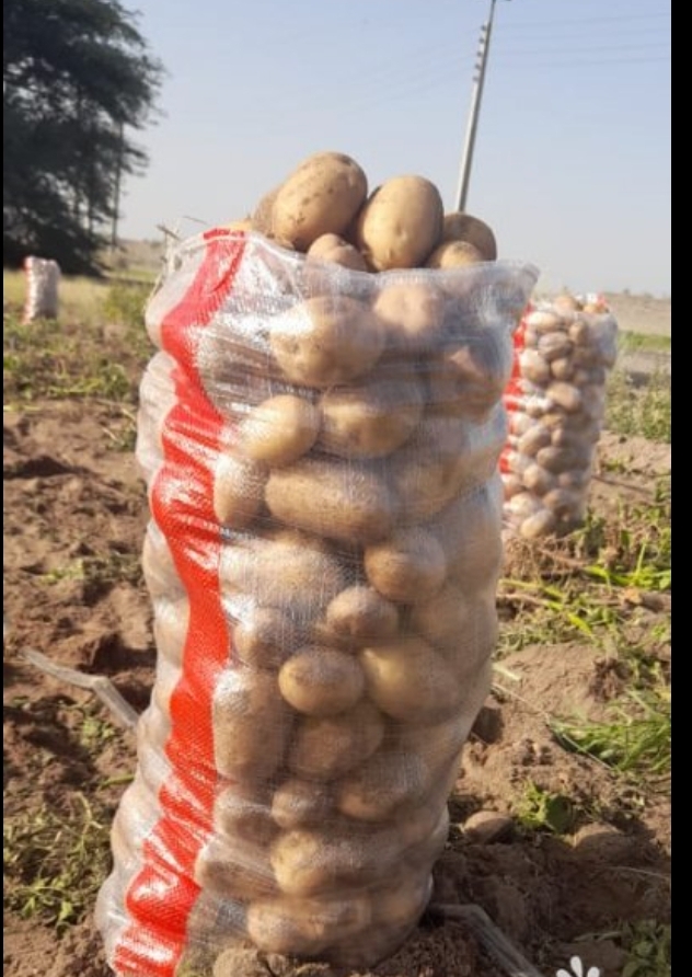 تصویر 1 از قیمت عمده سیب زمینی بامبو + مستقیم سر زمین زراعی
