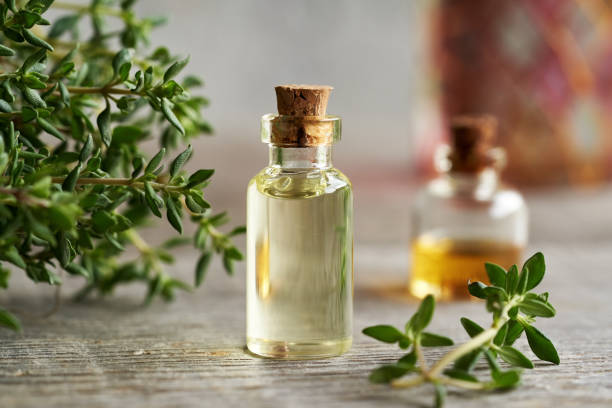 تصویر 5 از قیمت خرید آویشن سوزنی کوهی با فروش عمده