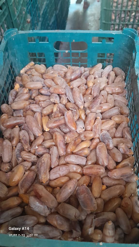 تصویر 5 از عرضه مستقیم خمیر خرما چرخ شده و پاستوریزه + قیمت استثنایی
