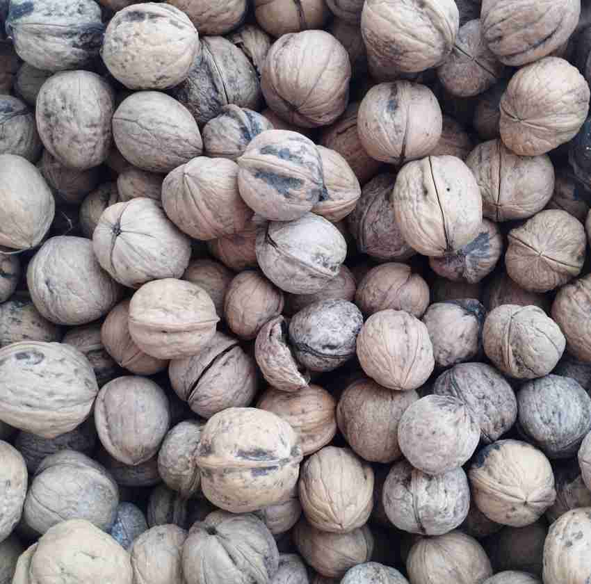 تصویر 1 از خرید و قیمت عمده گردو با پوست کاغذی تویسرکان مستقیم از باغدار + با تخفیف ویژه