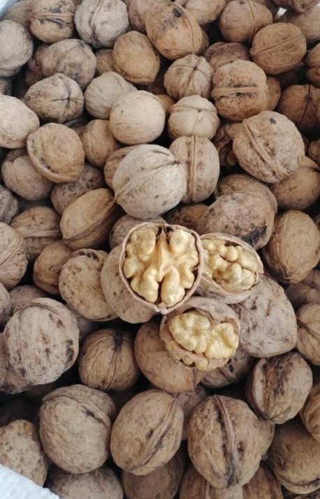 تصویر 5 از فروش عمده گردو با پوست کاغذی آذرشهر مستقیم از باغدار + با قیمت استثنایی