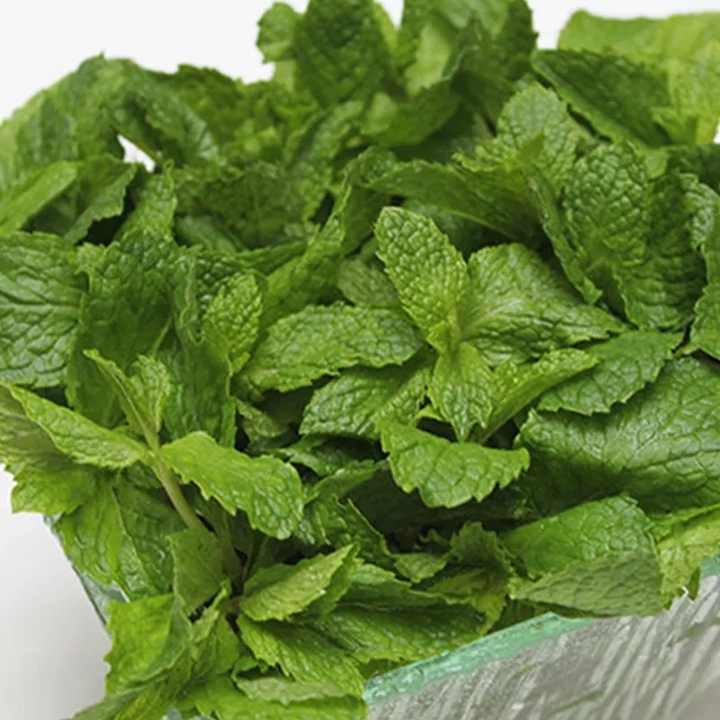 تصویر 3 از خرید سبزی نعناع خشک اعلا + فروش عمده با قیمت روز