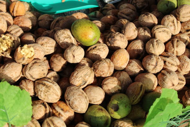 گردو خارجی