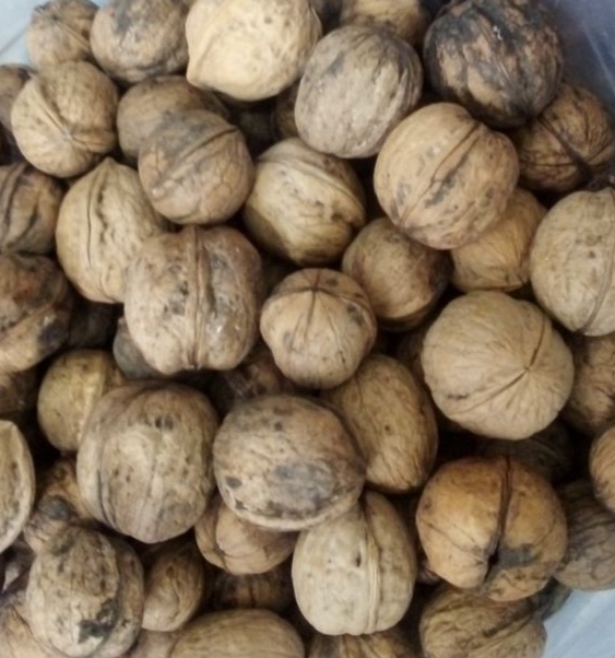 تصویر 4 از خرید و قیمت عمده گردو با پوست کاغذی اعلاء اسکو آذربایجان مستقیم از کشاورز + با قیمت استثنایی