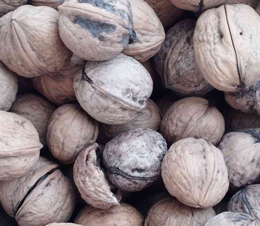 تصویر 2 از خرید و قیمت عمده گردو با پوست کاغذی ممتاز مراغه مستقیم از کشاورز + با قیمت مناسب