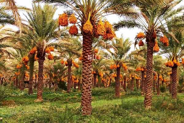 تصویر 2 از خرمای عسلی بوشهر شیرین با رنگی جذاب و دلپذیر