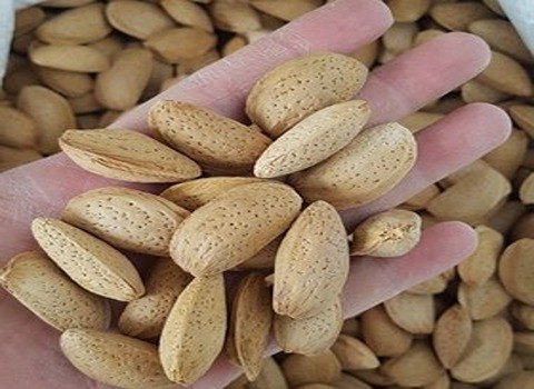 تصویر 2 از بادام درختی ایرانی با پوست درشت تازه