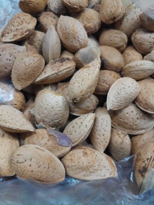 تصویر 5 از بادام درختی ایرانی با پوست درشت تازه