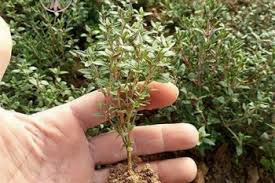تصویر 1 از آویشن باغی خالص با عطری تند و طعمی گرم و دل‌ انگیز