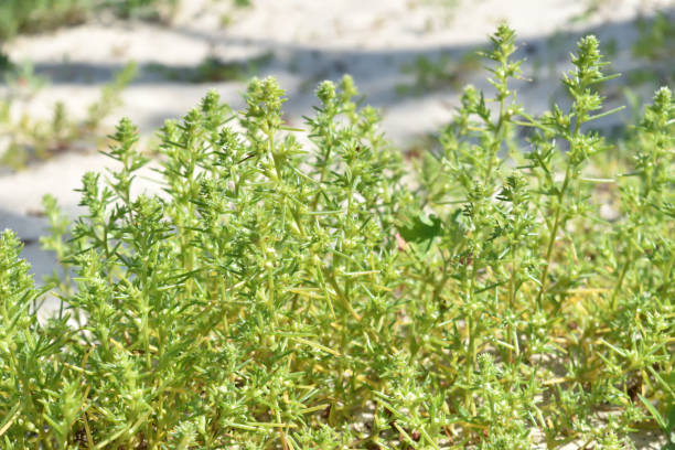 تصویر 4 از آویشن باغی خالص با عطری تند و طعمی گرم و دل‌ انگیز