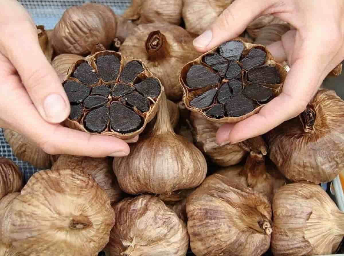 سیر سیاه خام خوش طعم دارای تاثیرات مثبت بر سلامت بدن