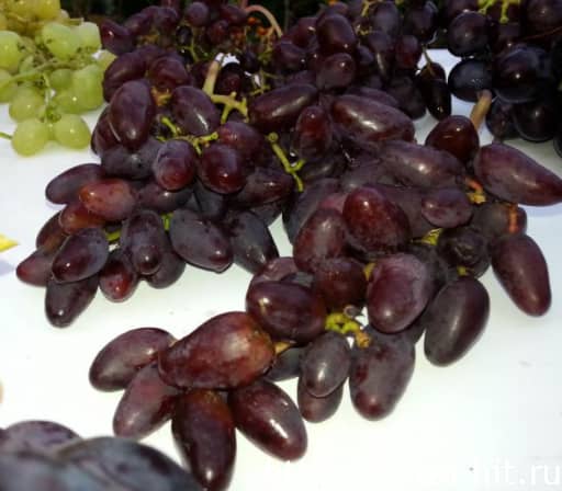 تصویر 1 از خرما مضافتی خوشه ای در اندازه های مختلف
