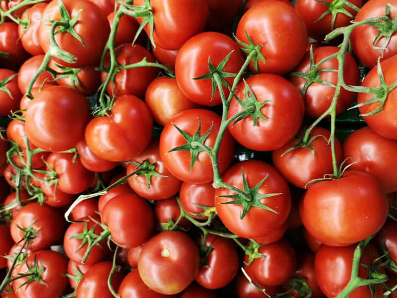 تصویر 3 از گوجه فرنگی قرمز رنگ تازه مزرعه ای شمال کشور
