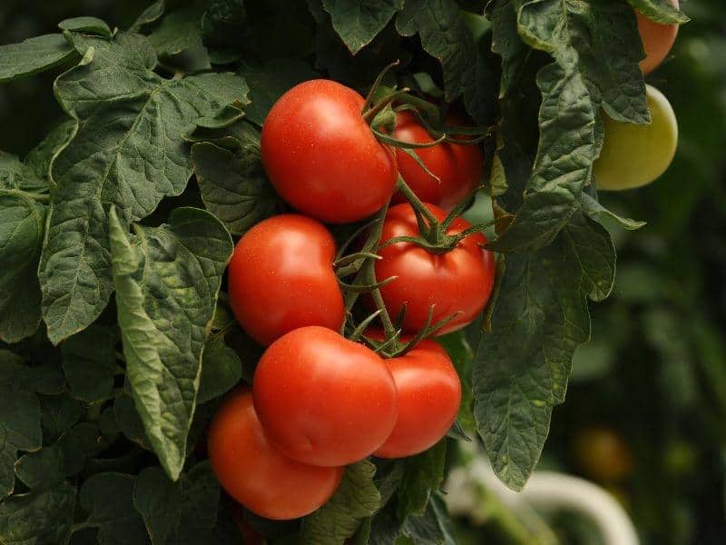 تصویر 4 از گوجه فرنگی قرمز درشت محلی با طعم طبیعی شمال ایران