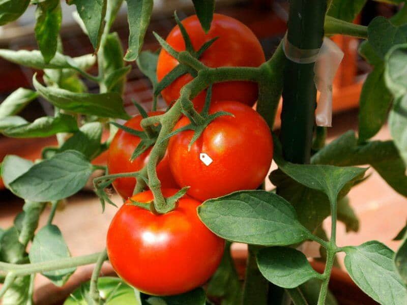 تصویر 5 از گوجه فرنگی قرمز درشت آبدار ویژه استفاده خانگی
