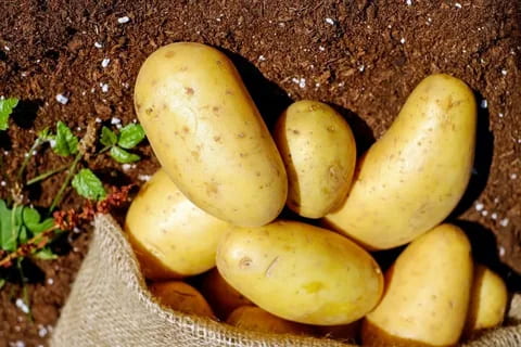 تصویر 4 از سیب زمینی طلایی خوش خوراک