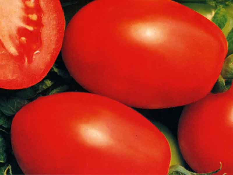 تصویر 5 از گوجه فرنگی ارگانیک قرمز رنگ خوش طعم گلخانه ای تازه شمالی