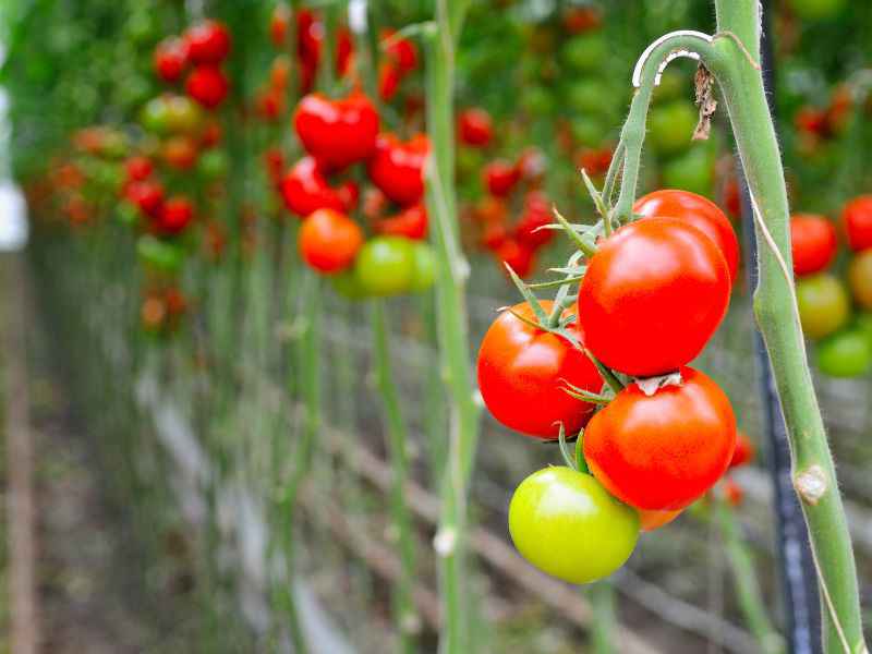گوجه فرنگی ارگانیک قرمز ریز شیرین برداشت روزانه گلخانه ای