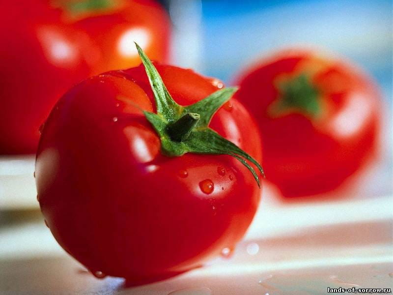 تصویر 3 از گوجه فرنگی محلی قرمز عمده مزرعه ای تازه برداشت