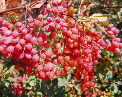 تصویر 4 از زرشک خوشه ای تازه دستچین شده