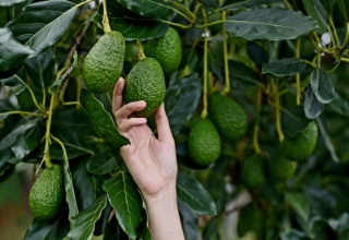 تصویر 1 از فروش نهال آووکادو رقم سردسیر + مشاوره حضوری کشت