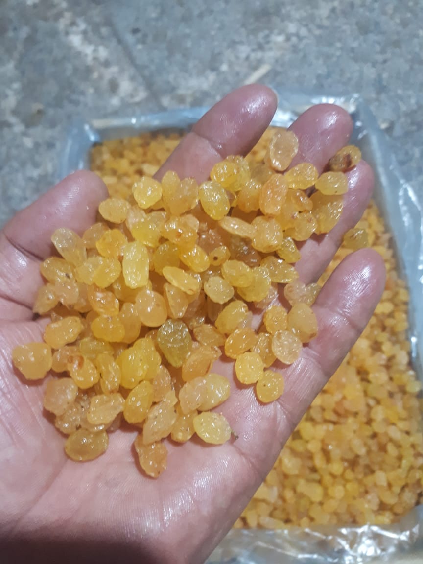کشمش گلدن ملکان + فروش ویژه