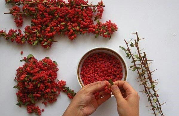 تصویر 4 از زرشک اصل خشک شده به روش سنتی