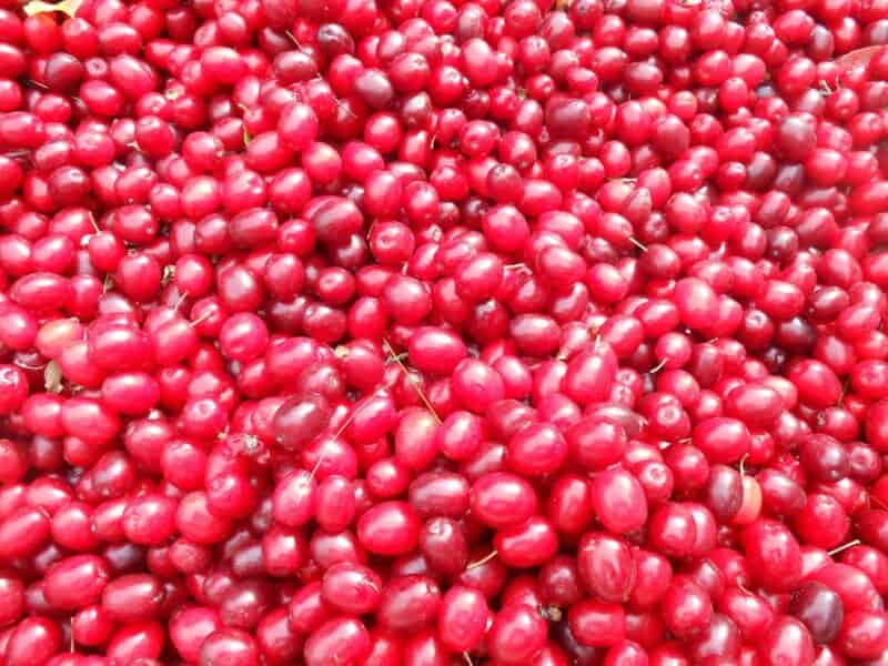 تصویر 4 از زرشک تازه مخصوص تهیه انواع نوشیدنی و مربا