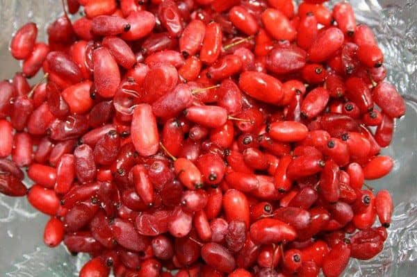 تصویر 1 از زرشک تازه مخصوص تهیه انواع نوشیدنی و مربا