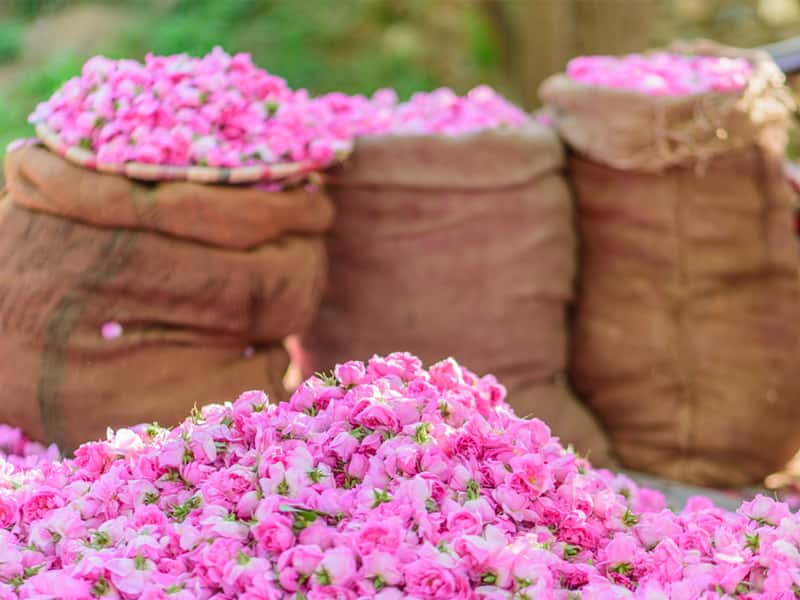 تصویر 1 از گلاب ارگانیک شیشه ای مرغوب
