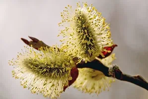 عرق بیدمشک